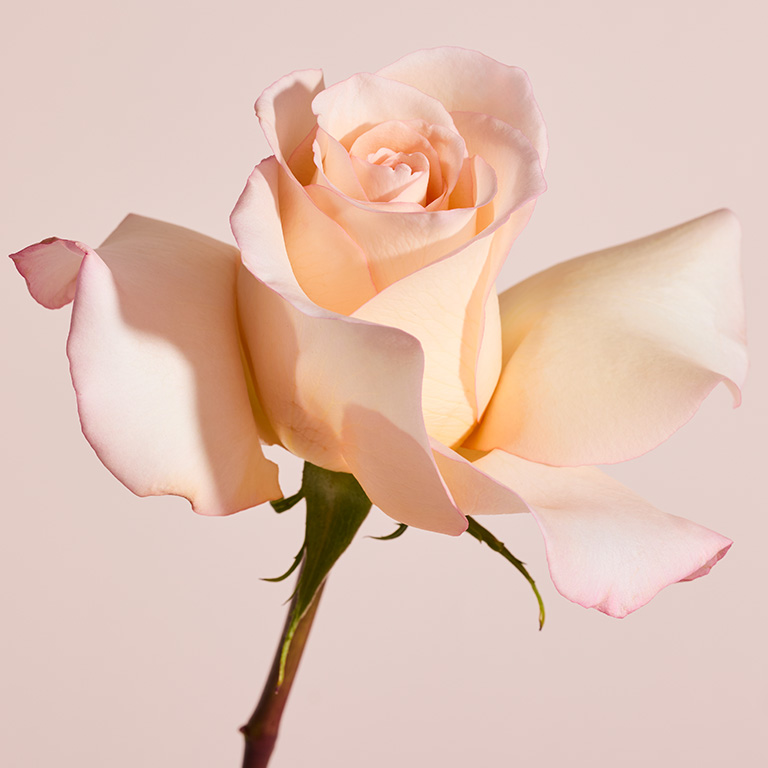 Close-up of a delicate blush pink rose with soft petals, a floral ingredient featured in Mary Kay Confidently You fragrance.